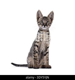 Süßes schwarzes, tabby gepunktetes Savannah-Katzenkätzchen, das vorne sitzt. Blick direkt auf die Kamera. Isoliert auf weißem Hintergrund. Stockfoto