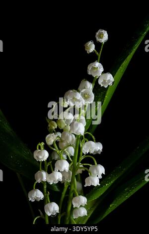 Zarte Maiglöckchen mit grünen Blättern isoliert auf dunklem Hintergrund. Elegantes botanisches Frühlingsbild mit weißen Glockenblüten, ide Stockfoto