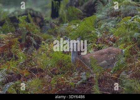Ein Damhirsch (Dama dama) sucht nach Eicheln zwischen den Weiden, Eichelmast, Herbst, Furche, Damhirsch, Oktober, Deutschland Stockfoto