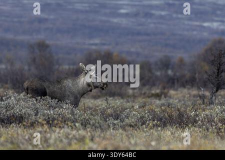 Unterdessen ist die Sonne hinter den Bergen von Dovrefjell untergegangen und der junge Bullenelch (Alces alces) steht entspannt in einem sumpfigen Gebiet, Elchrute, Ruttin Stockfoto