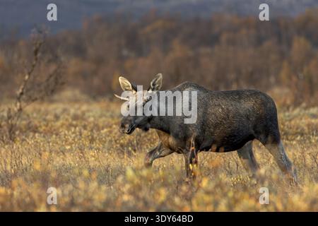 Ein junger Elchbulle (Alces alces) folgt einer Elchkuh mit Kalb, Elchrube, Bruntenzeit, Herbst, Ruska, September, Norwegen Stockfoto