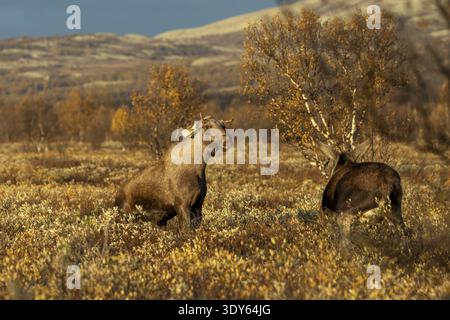Der junge Bullenelch (Alces alces) steht auf seinen Hinterbeinen, um den Angriff der Kuhelchen abzuwehren, ist ihr wohl zu nahe gekommen, Kampf, Wut, ag Stockfoto