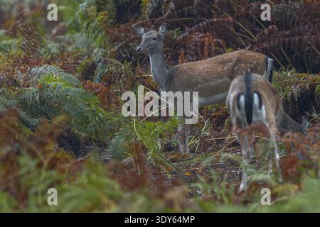 Die Damhirsche (Dama dama) fühlen sich unter den hohen Bracken sicher und Tiere können den ganzen Tag über beobachtet werden, Eichelmast, Herbst, Furche, Damhirschrube Stockfoto