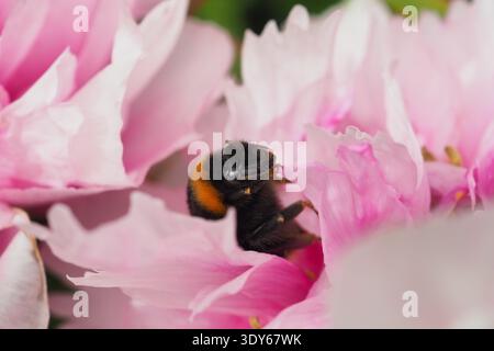 Hummel sammelt Pollen auf einer rosafarbenen Blume bei Tageslicht mit geringer Schärfentiefe. Stockfoto