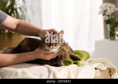 Tabby-Katze sitzt still während einer Haustiermassage auf einer weißen Decke, mit Blumen und Innenlicht dahinter. Die Nahaufnahme zeigt ein Gefühl von Sicherheit und Stockfoto
