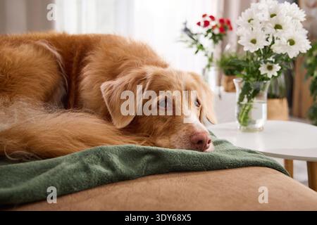Nova Scotia Duck Tolling Retriever, der auf einem Sofa mit Kopf nach unten liegt und von Blumendekor umgeben ist. Das Bild vermittelt friedliche Entspannung und Wärme. Stockfoto