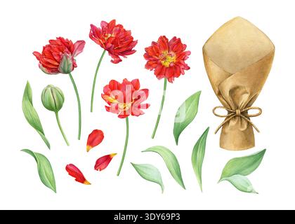 Botanisches Set mit roten Doppeltulpen, Knospen, Blütenblättern, grünen Blättern und einer Bastelpapierfolie. Gut für Blumensträuße und Grußkarten Stockfoto