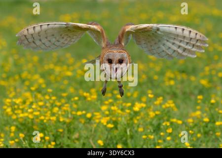 Scheuneneule fliegt über Wiese mit blühenden Butterblumen Stockfoto