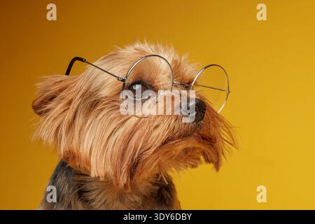 Nahaufnahme eines Yorkshire-Terriers, der eine runde Brille vor einem hellgelben Studiohintergrund trägt. Konzept von Intelligenz, Vision, Lernen Stockfoto