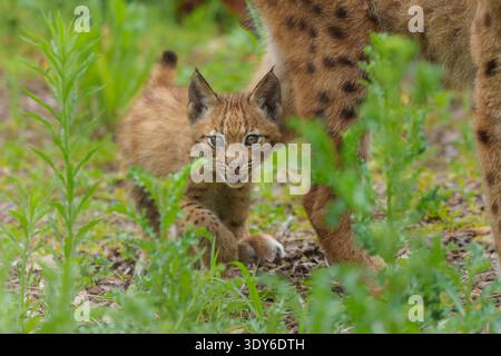 Eurasisches Lynx-Jungtier mit überkreuztem Auge hinter den Beinen der Mutter, Lynx-Luchse Stockfoto