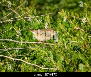 Der gemeine Chiffchaff (Phylloscopus collybita), der in einem Sträucher thront, Paphos, Zypern. Stockfoto