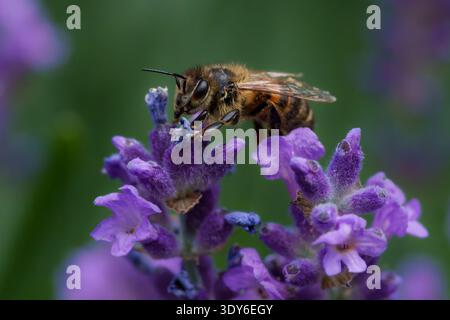 Nahaufnahme von Honigbienen, die Nektar auf Lavendelblüte sammeln, Makro Stockfoto