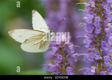 Kohl Weißer Schmetterling auf Lavendelblüte Stockfoto