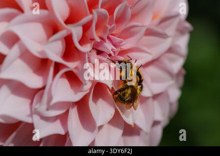 Hummel sammelt Nektar auf rosa Dahlienblume Stockfoto