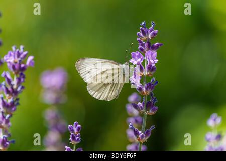 Kohl Weißer Schmetterling auf Lavendelblüte Stockfoto