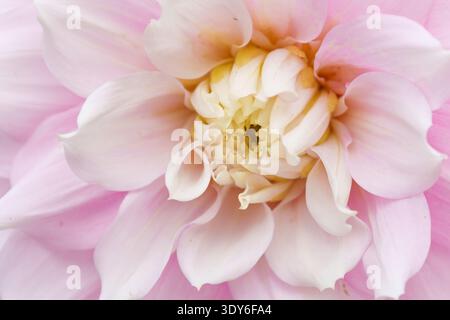 Nahaufnahme einer kleinen weißen Blumenkrabbenspinne, die auf rosa Dahlienblüte thront Stockfoto