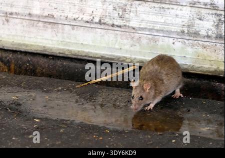 Eine Stadtratte in den Nebenstraßen von Tokio, Japan Stockfoto