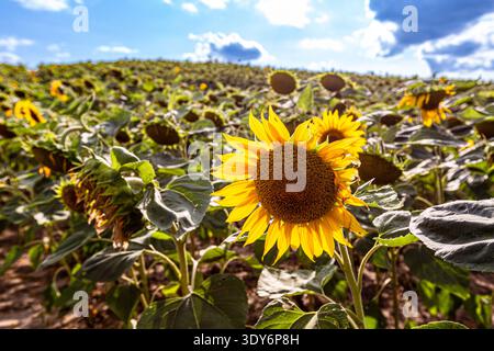 Eine Sonnenblume aus der Nähe, die im Sommer auf einem großen landwirtschaftlichen Feld wächst. Der Vordergrund zeigt eine reife Blume mit gelben Blüten Stockfoto