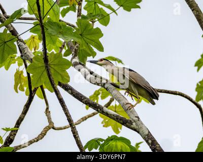 Der Schwarzgekrönte Nachtreiher hockte tagsüber in einem Baum in der Nähe des Flusses in Peru Stockfoto