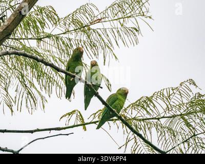 Kobalt-geflügelte Sittiche, die an einem bewölkten Tag auf einem Ast in einem Baum in Peru thronten Stockfoto