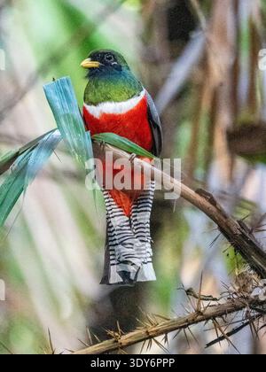 Trogonhocker mit Kragen auf einem Ast im Pacaya Samiria-Reservat während der Beobachtung am Tag Stockfoto