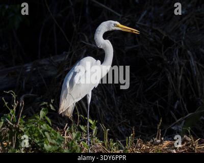 Großer Reiher mit Fisch im Schnabel im Pacaya Samiria Preserve in Peru bei Tageslicht Stockfoto