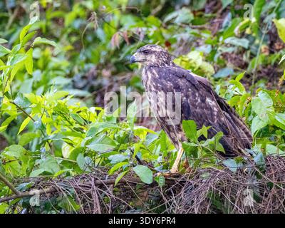 Junger großer schwarzer Falke auf einem Zweig in den Bäumen des Pacaya Samiria Preserve in Peru Stockfoto
