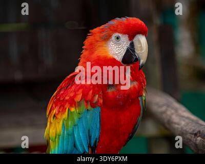 Scharlach-Aras sitzen auf einem Zweig im Haus im Pacaya Samiria Preserve in Peru Stockfoto