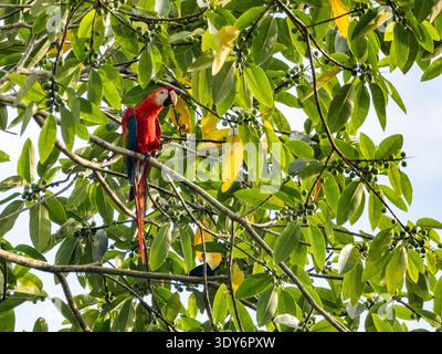 Scharlach-Ara auf einem Baum im Pacaya Samiria-Reservat, Peru Stockfoto