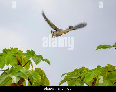 Der ausgewachsene Reiher fliegt am Nachmittag vom Baum im Pacaya Samiria Preserve in Peru Stockfoto