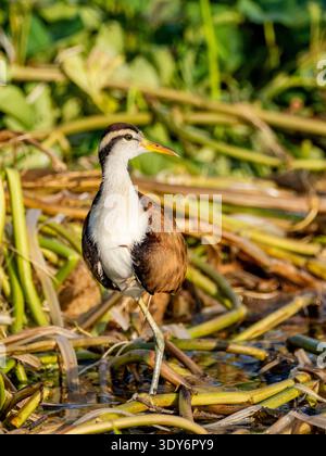 Wattled Jacana Chick Spaziergänge auf Wasserpflanzen im Pacaya Samiria Preserve in Peru während der Tageslichtstunden Stockfoto
