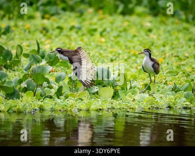 Küken von watschelten Jacanas spazieren tagsüber auf der Vegetation in der Nähe des Wassers in Peru Stockfoto