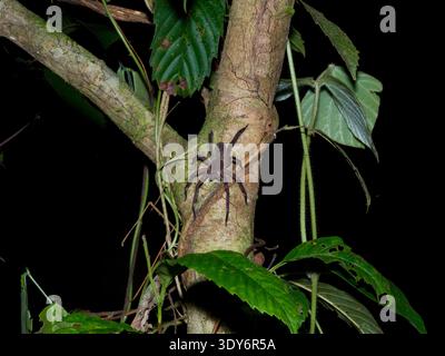 Erwachsene brasilianische Wanderspinne auf einem Baum im Pacaya Samiria Preserve in Peru während der Nacht Stockfoto