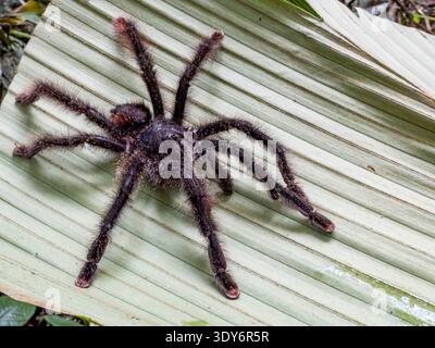 Peruanische Pinktoe-Tarantel zeigt sich auf Blättern im Wald des Pacaya Samiria Preserve in Peru Stockfoto