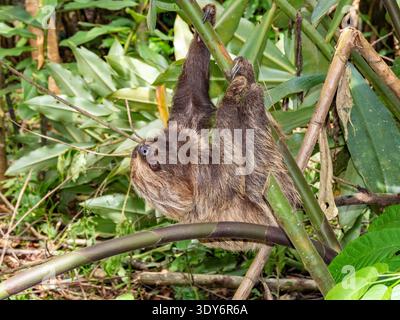 Linnaeuss Zweizehenfaultier klettert tagsüber auf einen Baum im Pacaya Samiria Preserve in Peru Stockfoto