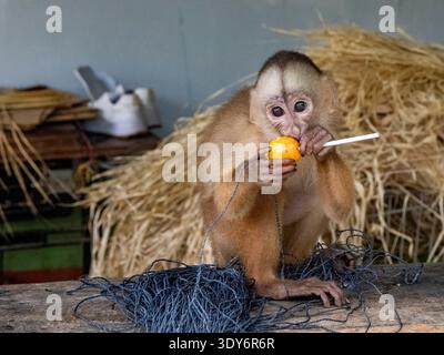 Maranon-Kapuzinerkuchin mit weißer Front genießt auf einem Holztisch im peruanischen Pacaya-Samiria-Naturschutzgebiet eine Obstgenuss Stockfoto