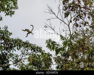 Eichhörnchenaffe springt an einem hellen Tag in Peru zwischen Bäumen im Pacaya Samiria Preserve Stockfoto