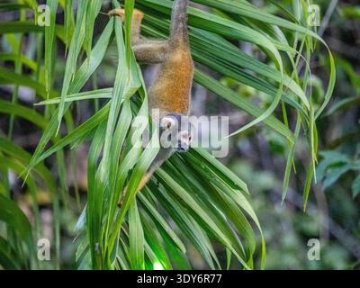 Eichhörnchenaffe klettert tagsüber in Peru auf den Baum im Pacaya Samiria Preserve Stockfoto