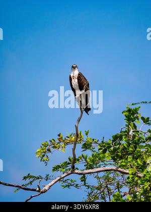 Osprey thronte an einem Abzweig am New River im Orange Walk District Belize an einem klaren Tag Stockfoto