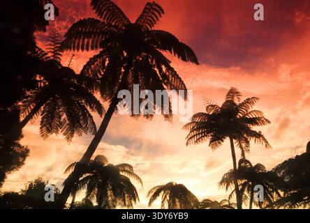 Heller Sonnenuntergang über Palmen auf Fidschi mit Silhouetten vor farbenfrohen Himmel Stockfoto