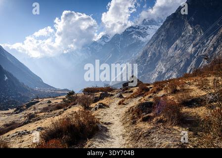 Der Bergpfad schlängelt sich durch das Langtang-Tal, das an klaren Tagen mit Gräsern und Sonnenlicht im hohen Himalaya gefüllt ist Stockfoto