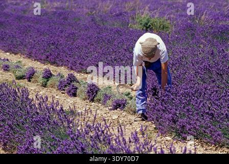 Lavendelernte auf einem Feld bei Ferrassieres im Département Drome, Region Rhone-Alpes, Südostfrankreich Stockfoto