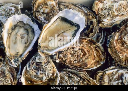 Frische Austern aus Port-en-Bessin im Departement Calvados in der Unternormandie im Nordwesten Frankreichs zum Verkochen und Genießen bereit Stockfoto