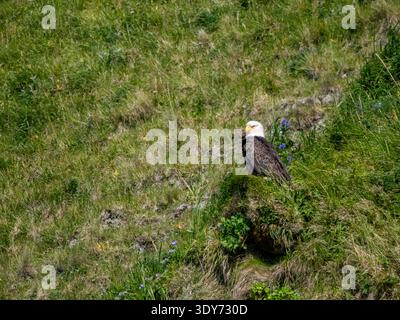 Adulte Weißkopfseeadler sitzen auf einem Hügel in Hall Bay, Atka Island, Alaska bei sonnigem Wetter und beobachten die Umgebung Stockfoto
