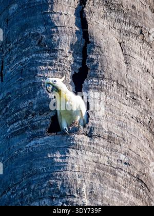 Kakadu mit gelbem Kamm sucht Nahrung in Palmen auf der Insel Komodo, Indonesien Stockfoto