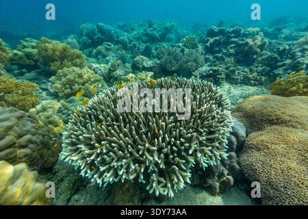 Tauchen Sie ein in die lebendige Unterwasserwelt der Korallenriffe und tropischen Fische in Misool, Raja Ampat, Papua, Indonesien Stockfoto
