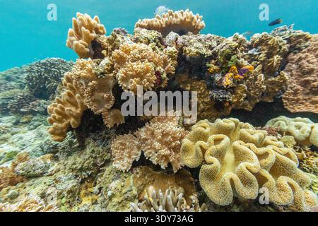 Korallenriff mit verschiedenen Arten von weichen und harten Korallen und farbenfrohen tropischen Fischen in Misool in Papua, Indonesien Stockfoto
