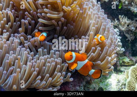 Eine Familie von Ocellaris Anemonenfischen schwimmen in ihrem Haus der Meeresanemonen in Raja Ampat, Papua, Indonesien Stockfoto