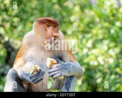Adulte männliche Nasalis larvatus ernährt sich von Nahrung im Labuk Bay Proboscis Monkey (Nasalis larvatus) Sanctuary in Sabah Malaysia Stockfoto