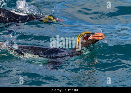 Adulte Makkaroni-Pinguine schwimmen im Wasser in der Zuchtkolonie in der Hercules Bay während der Zuchtsaison auf Südgeorgien Island Stockfoto